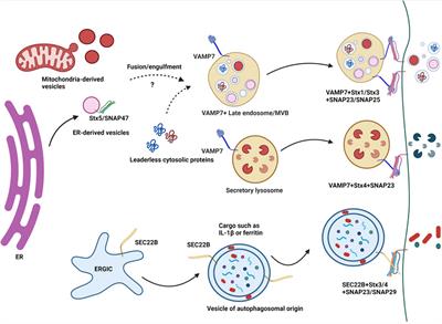 Role of SNAREs in Unconventional Secretion—Focus on the VAMP7-Dependent Secretion